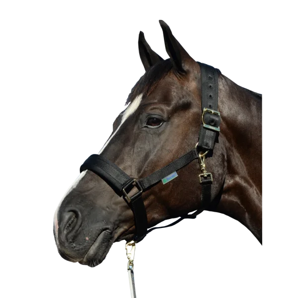 fundis-equestrian202607242136473279585