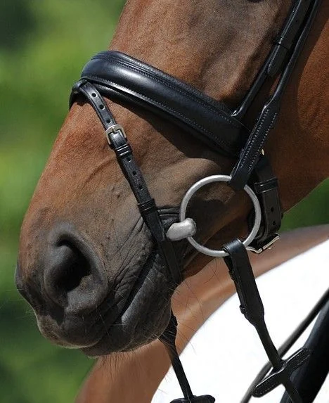 fundis-equestrian202607242155073281792