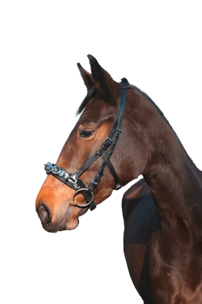 fundis-equestrian202607242210423283583