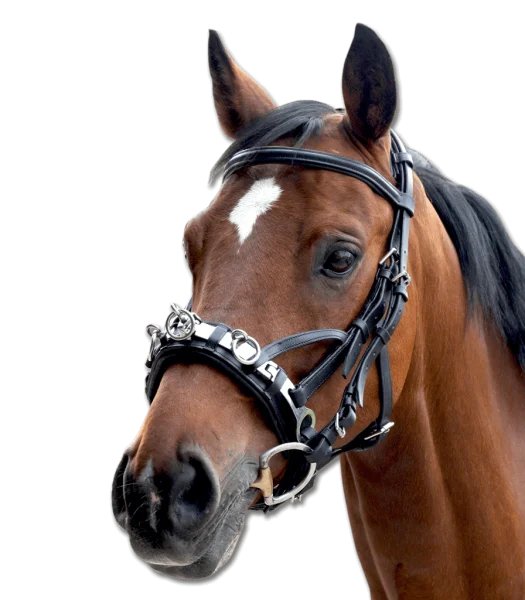 fundis-equestrian202607242222103284926