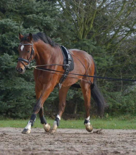 fundis-equestrian202607242222163284943