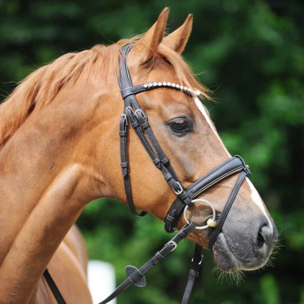 fundis-equestrian202607242308363289803