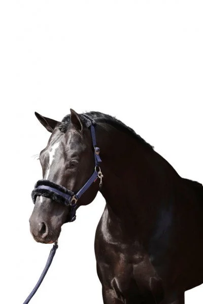 fundis-equestrian202607242315173290446