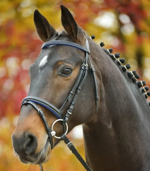 fundis-equestrian202607250048083299220