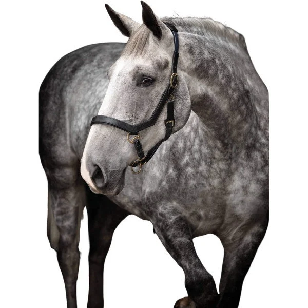 fundis-equestrian202607250134183303794