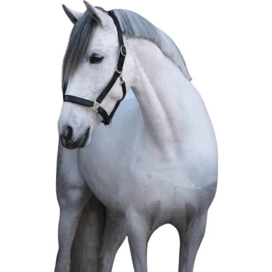 fundis-equestrian202607250156563306275