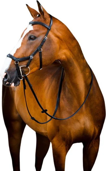 fundis-equestrian202607250232083309999
