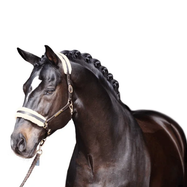 fundis-equestrian202607250239563310779