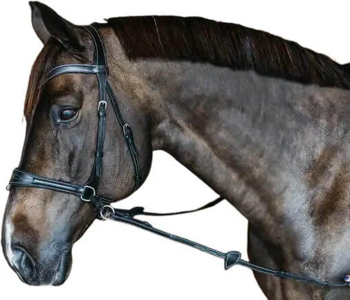 fundis-equestrian202607250329173315938