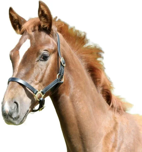 fundis-equestrian202607250355123318800
