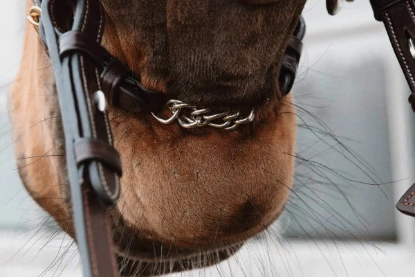fundis-equestrian202607250524083327853