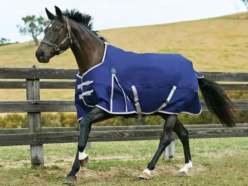 horsesaddleshop202607250136513304071