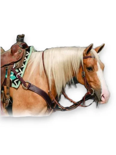 saddleupcolorado202607242211583283733