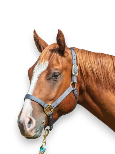 saddleupcolorado202607250200073306660