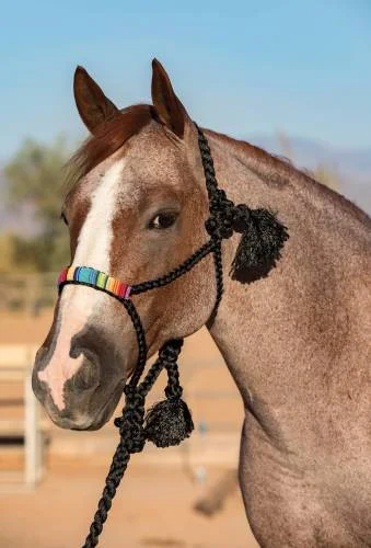 saddleupcolorado202607250225293309325