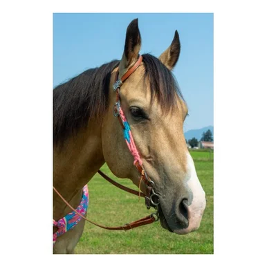 saddleupcolorado202607250323593315325