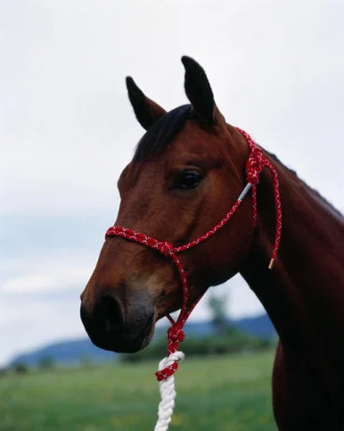 saddleupcolorado202607250353013318580